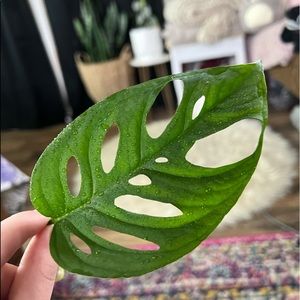 Monstera adansonii wide form rooted cuttings